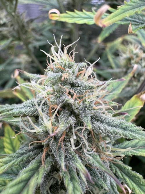 CREAM MANDARIN AUTO DWC !!!. Week 10