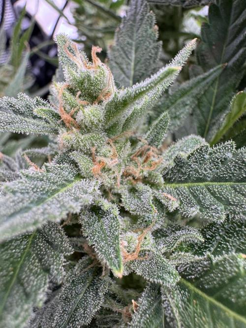 CREAM MANDARIN AUTO DWC !!!. Week 10