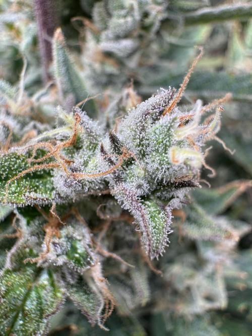 CREAM MANDARIN AUTO DWC !!!. Week 10