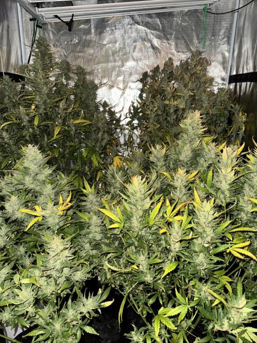 CREAM MANDARIN AUTO DWC !!!. Week 11