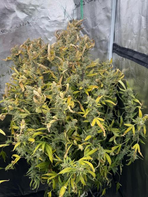 CREAM MANDARIN AUTO DWC !!!. Week 11