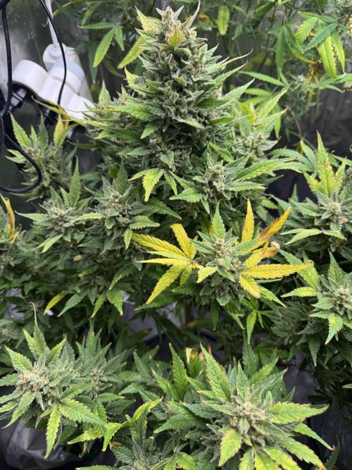 CREAM MANDARIN AUTO DWC !!!. Week 11