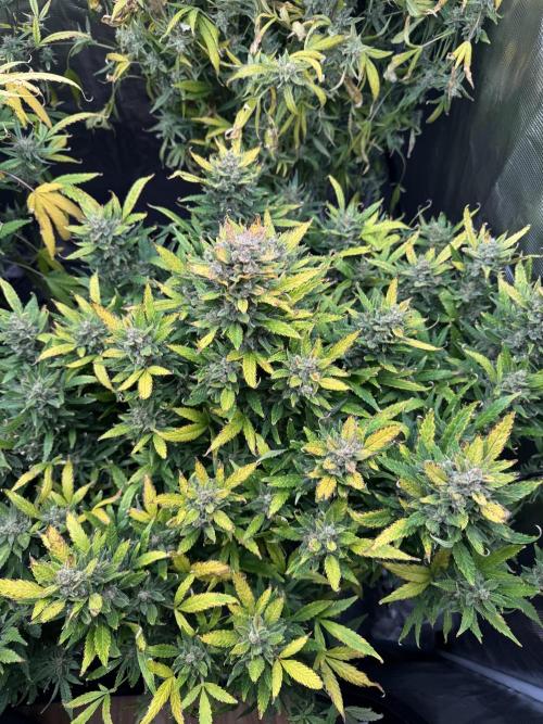 CREAM MANDARIN AUTO DWC !!!. Week 11