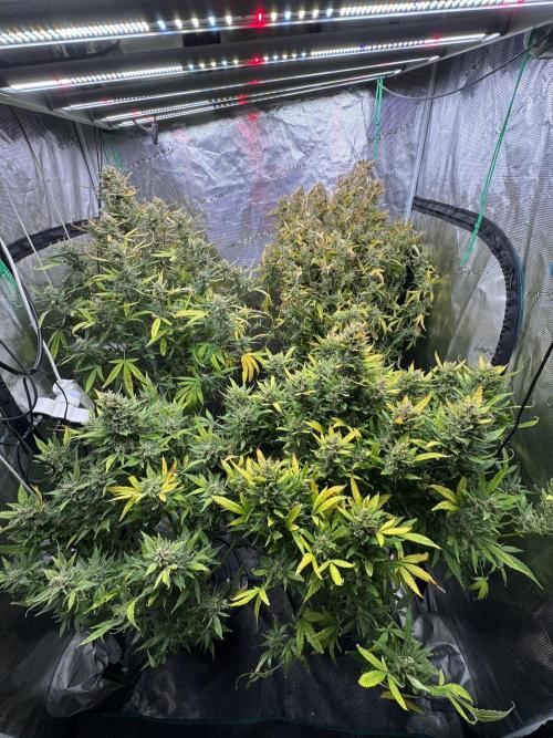 CREAM MANDARIN AUTO DWC !!!. Week 11