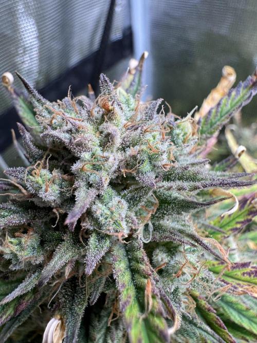 CREAM MANDARIN AUTO DWC !!!. Week 11