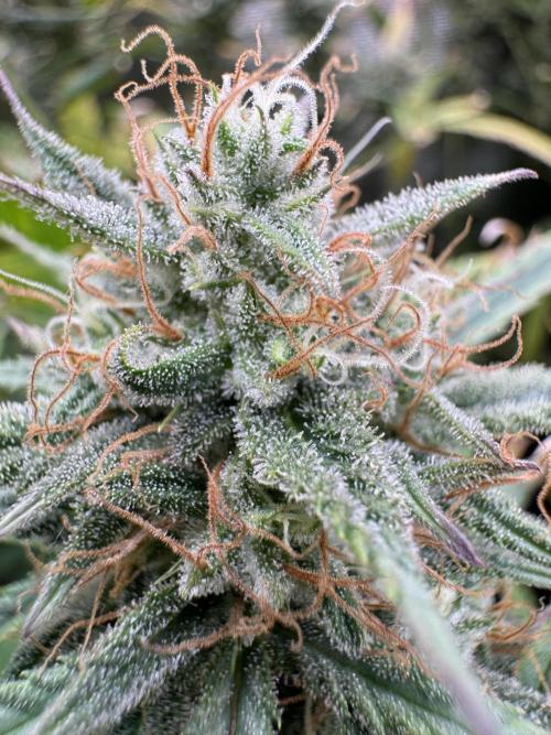 CREAM MANDARIN AUTO DWC !!!. Week 11