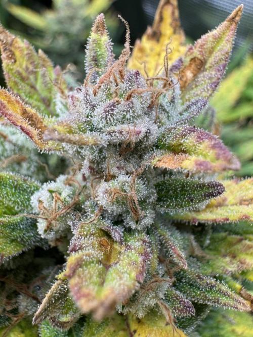 CREAM MANDARIN AUTO DWC !!!. Week 11