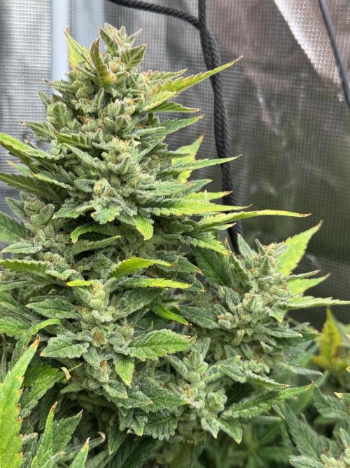 CREAM MANDARIN AUTO DWC !!!. Week 11