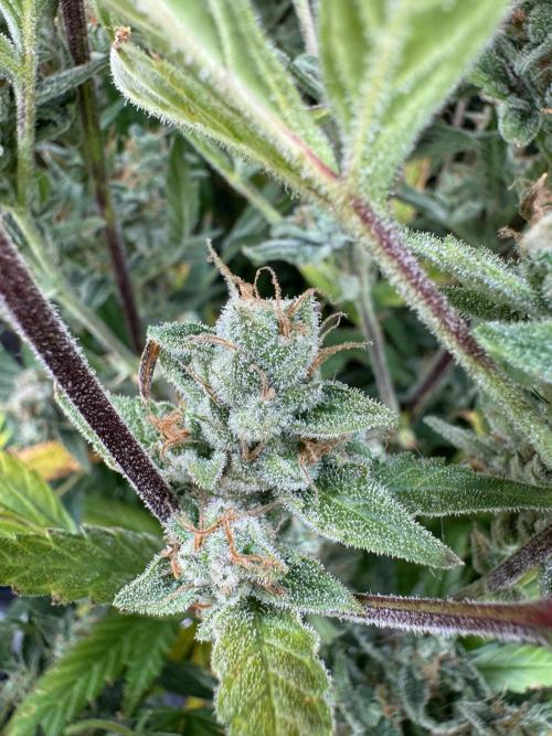 CREAM MANDARIN AUTO DWC !!!. Week 11