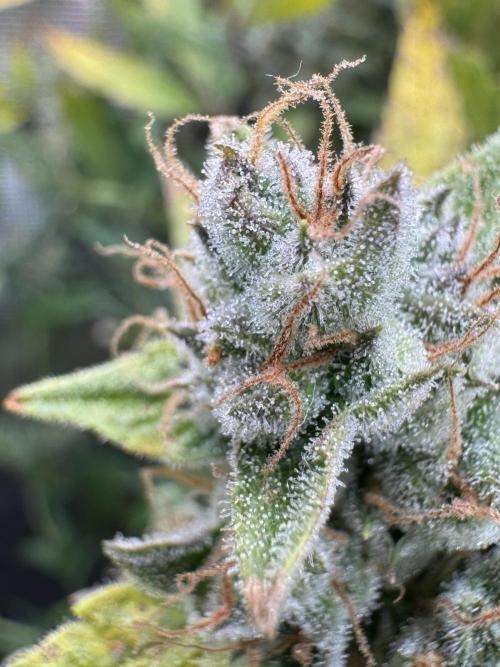 CREAM MANDARIN AUTO DWC !!!. Week 11