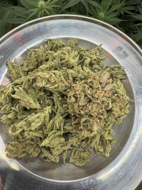 CREAM MANDARIN AUTO DWC !!!. Week 12