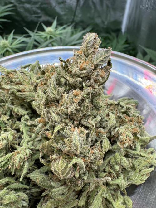 CREAM MANDARIN AUTO DWC !!!. Week 12