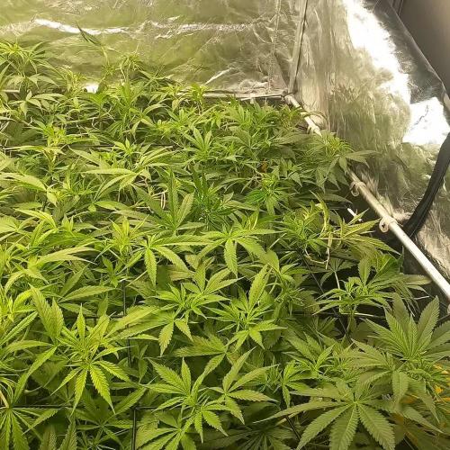 Sativas in Southern Europe, 100% organic