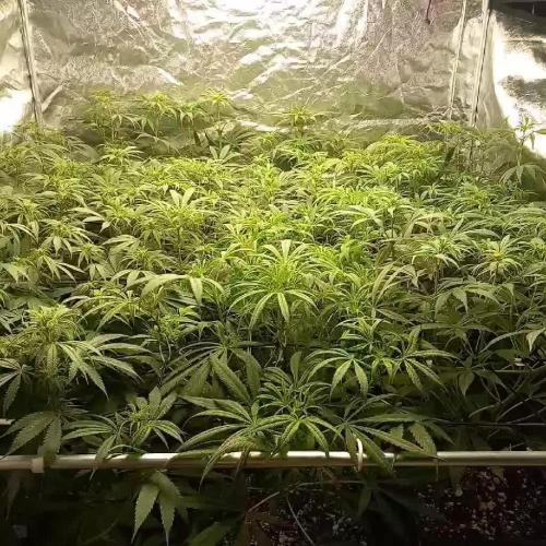 Sativas in Southern Europe, 100% organic