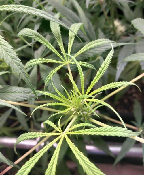 Sativas in Southern Europe, 100% organic. Week 8