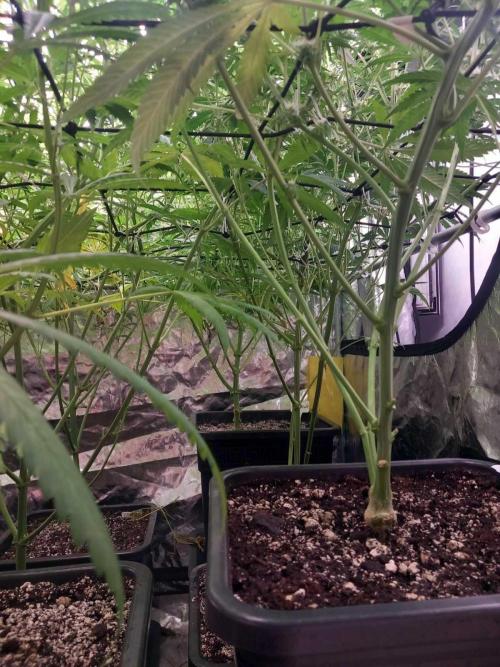 Sativas in Southern Europe, 100% organic. Week 8