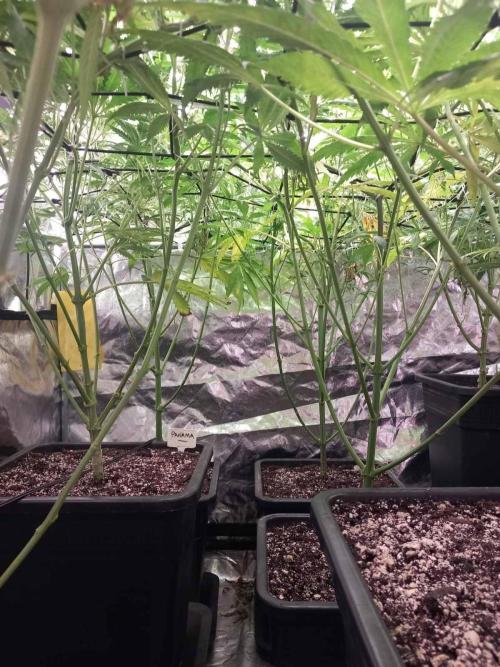 Sativas in Southern Europe, 100% organic. Week 8