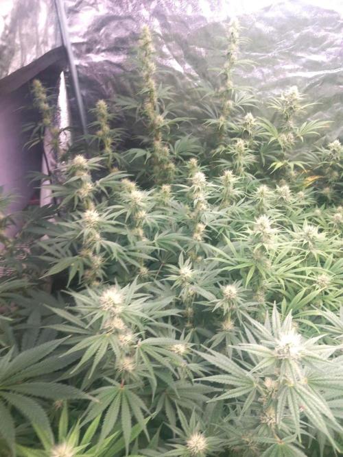 Sativas in Southern Europe, 100% organic. Week 9