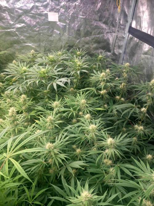 Sativas in Southern Europe, 100% organic. Week 9