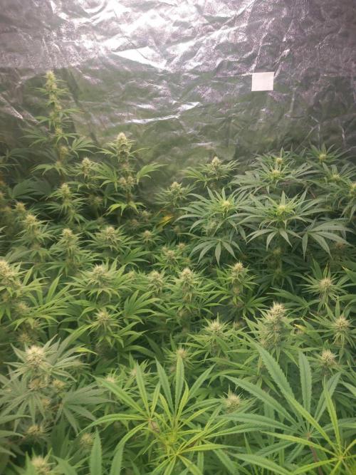 Sativas in Southern Europe, 100% organic. Week 9