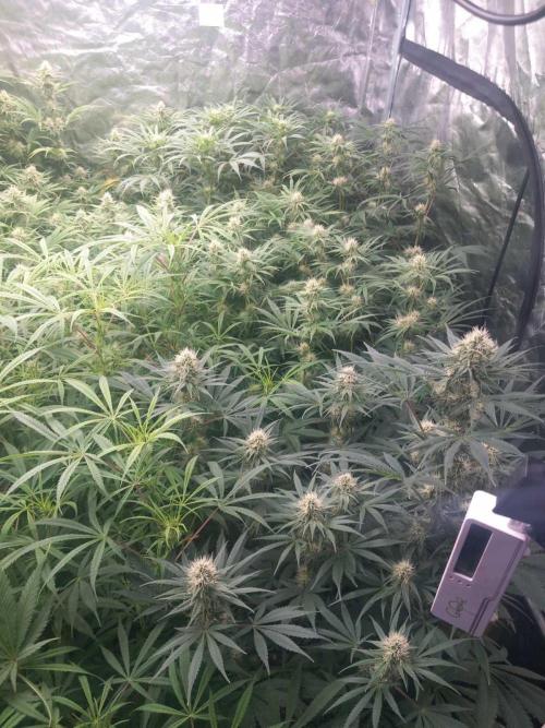 Sativas in Southern Europe, 100% organic. Week 9