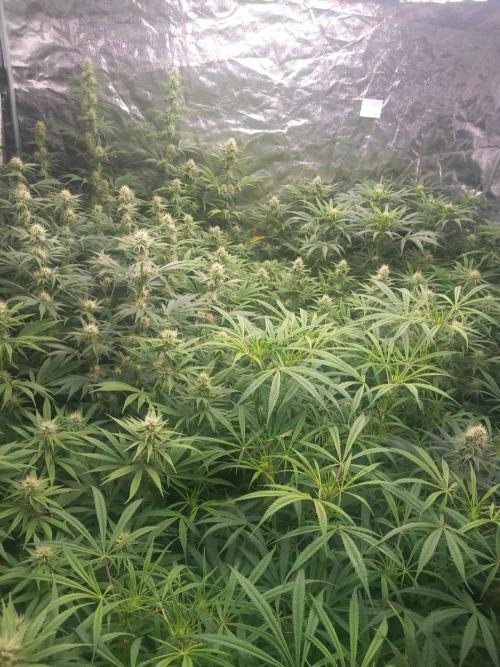 Sativas in Southern Europe, 100% organic. Week 9