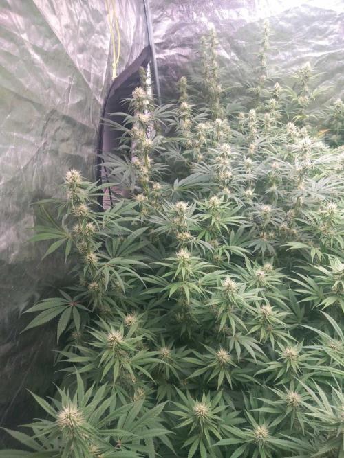 Sativas in Southern Europe, 100% organic. Week 9