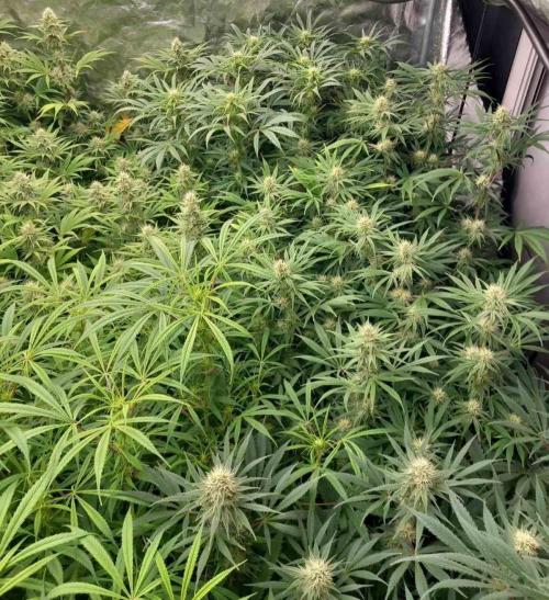 Sativas in Southern Europe, 100% organic. Week 10