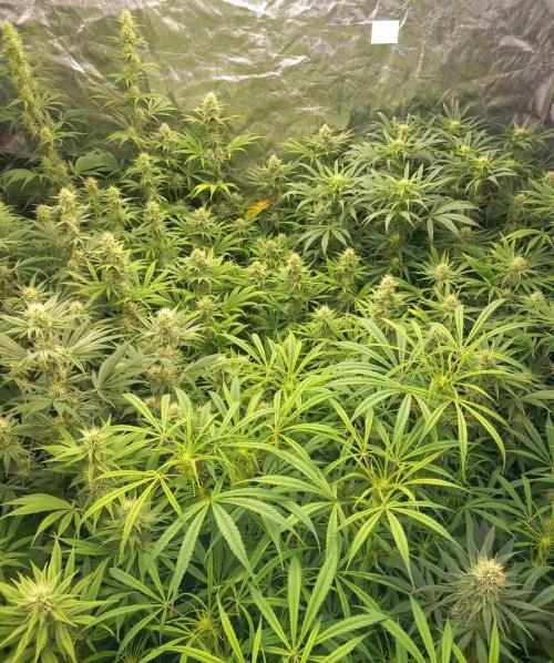 Sativas in Southern Europe, 100% organic. Week 10