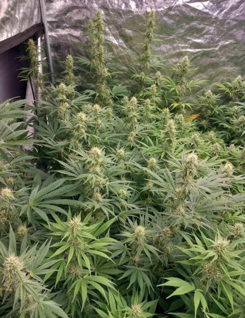 Sativas in Southern Europe, 100% organic. Week 10