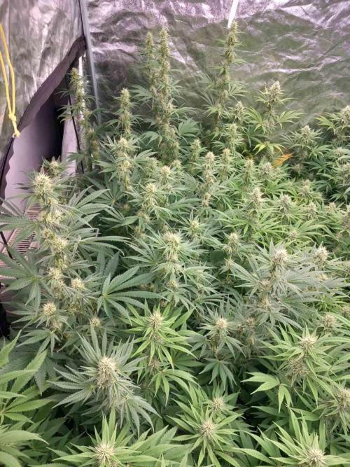 Sativas in Southern Europe, 100% organic. Week 10