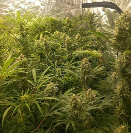 Sativas in Southern Europe, 100% organic. Week 11