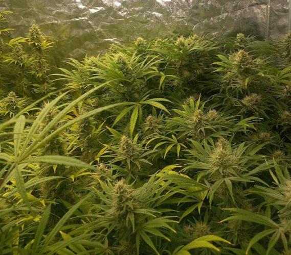 Sativas in Southern Europe, 100% organic. Week 11