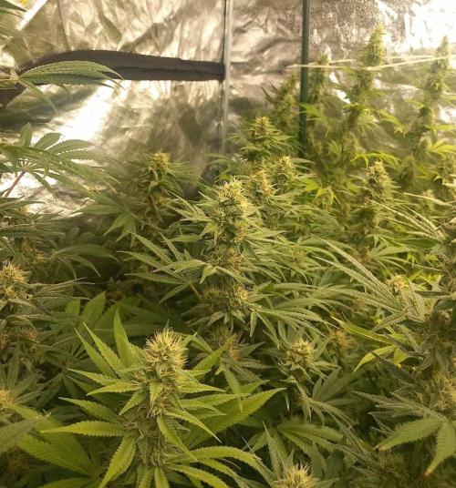 Sativas in Southern Europe, 100% organic. Week 11