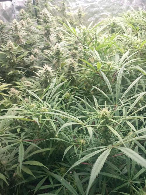 Sativas in Southern Europe, 100% organic. Week 11