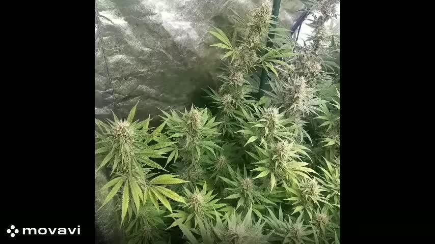 Sativas in Southern Europe, 100% organic