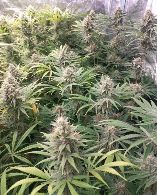 Sativas in Southern Europe, 100% organic. Week 12