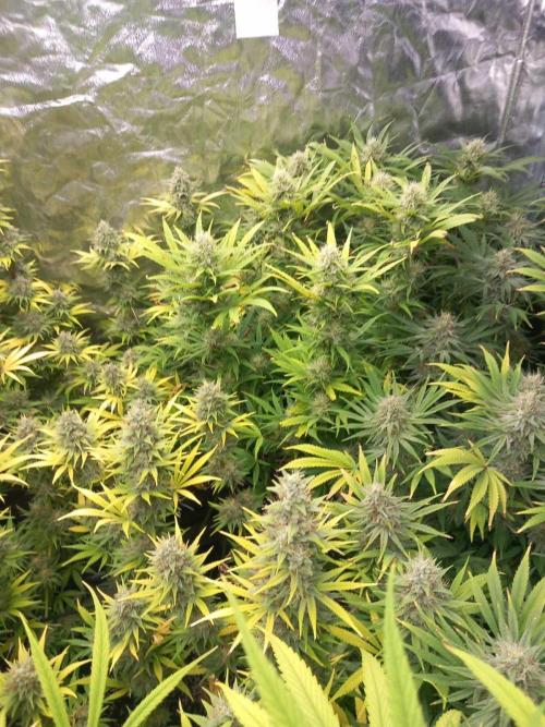 Sativas in Southern Europe, 100% organic. Week 12