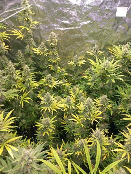 Sativas in Southern Europe, 100% organic. Week 12