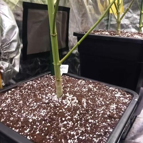 Sativas in Southern Europe, 100% organic