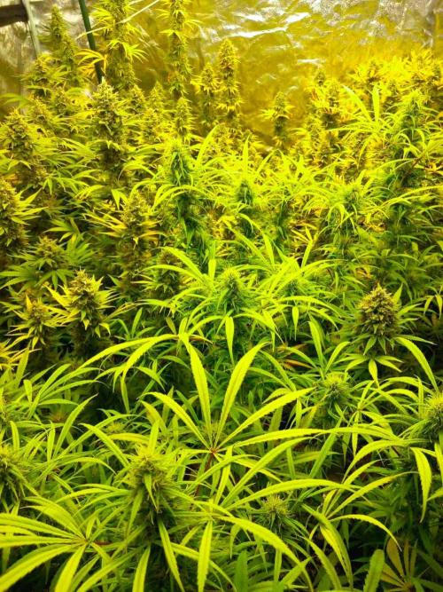 Sativas in Southern Europe, 100% organic. Week 13