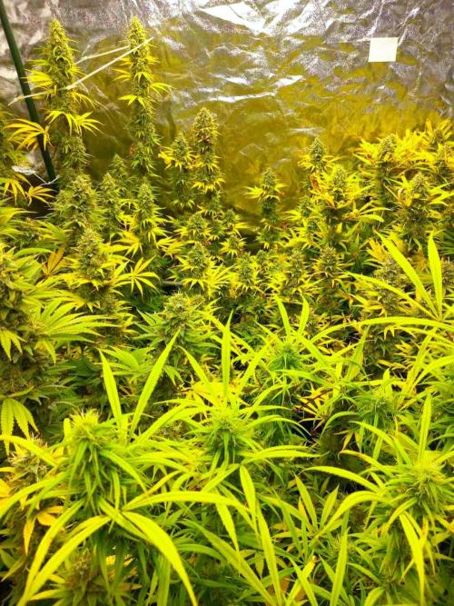 Sativas in Southern Europe, 100% organic. Week 13