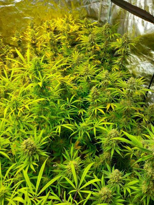 Sativas in Southern Europe, 100% organic. Week 13