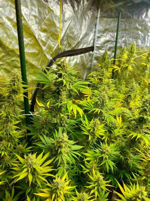 Sativas in Southern Europe, 100% organic. Week 13