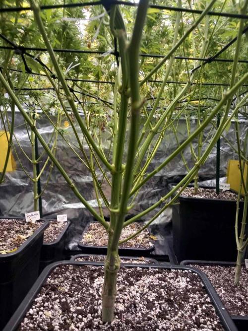 Sativas in Southern Europe, 100% organic. Week 14