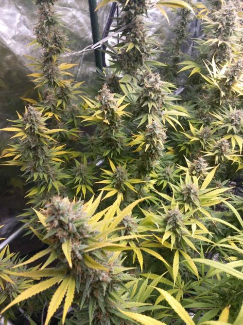 Sativas in Southern Europe, 100% organic. Week 14