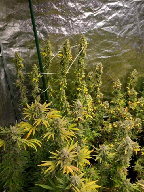 Sativas in Southern Europe, 100% organic. Week 14