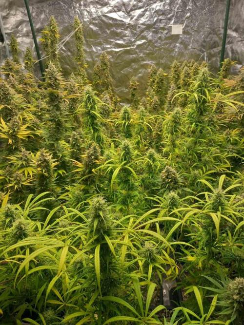 Sativas in Southern Europe, 100% organic. Week 14