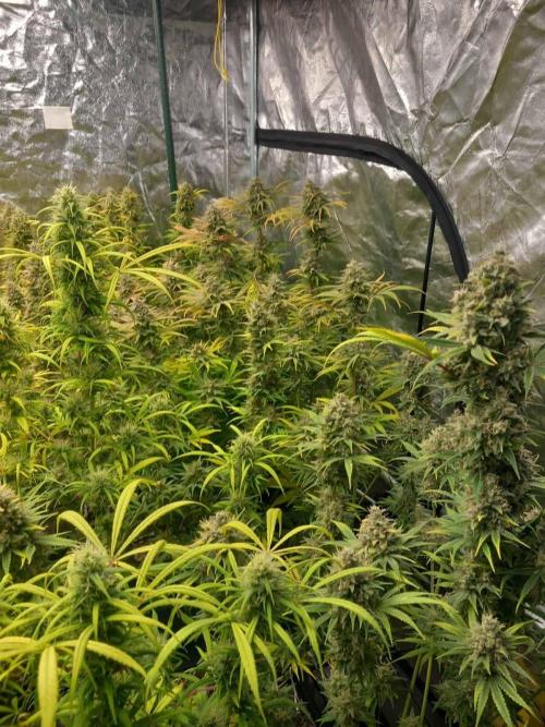 Sativas in Southern Europe, 100% organic. Week 14