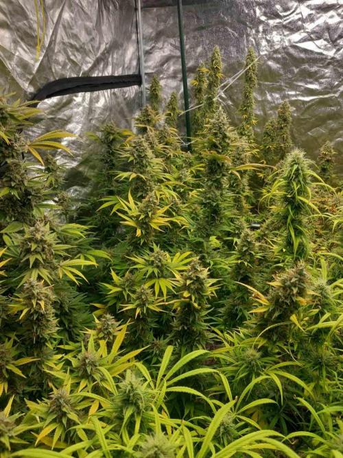 Sativas in Southern Europe, 100% organic. Week 14